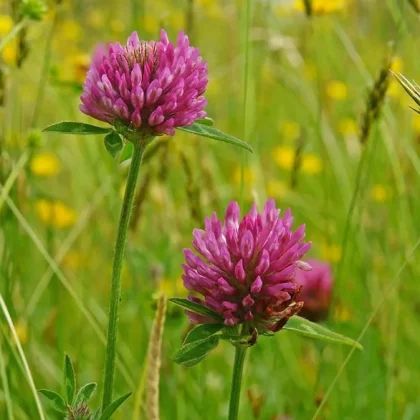 Trifolium Pratense