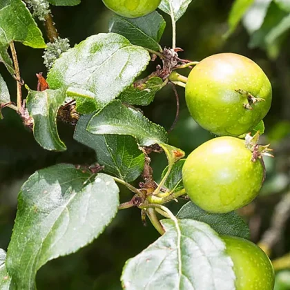Malus Sylvestris