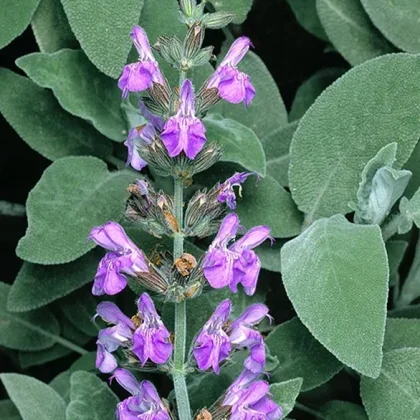 Salvia Officinalis