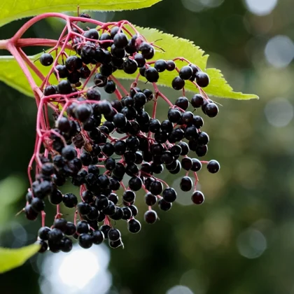 Sambucus Nigra