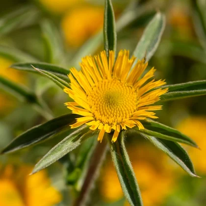 Taraxacum officinales