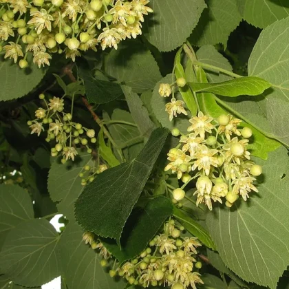Tilia Officinalis