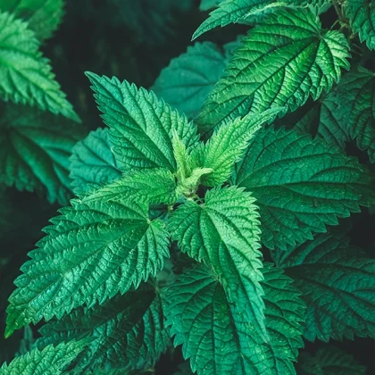 Urtica Dioica