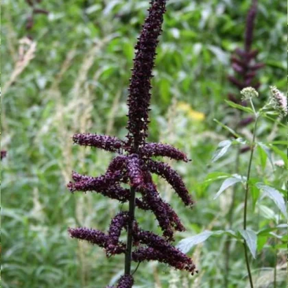 Veratrum Nigrum