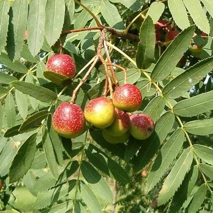 Sorbus domestika