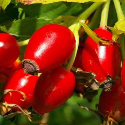 Rosa Canina
