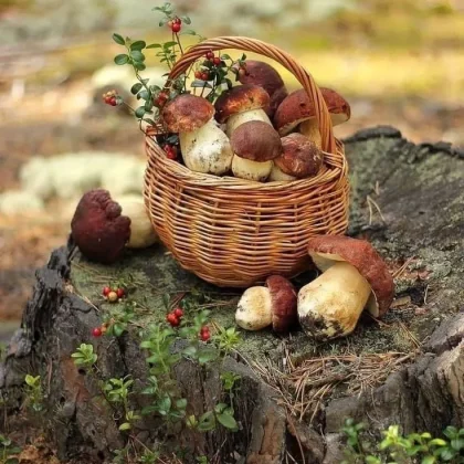 Mushrooms of the Mountainous Region of Dibra – Taste and Value from Nature
