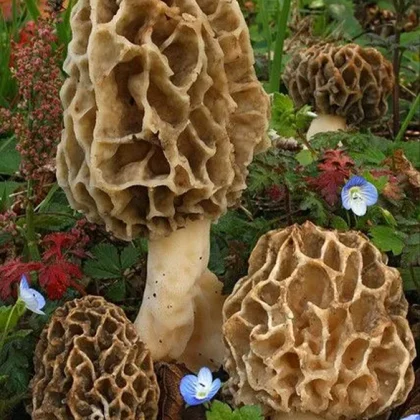 Wild Morel Mushrooms (Morchella)